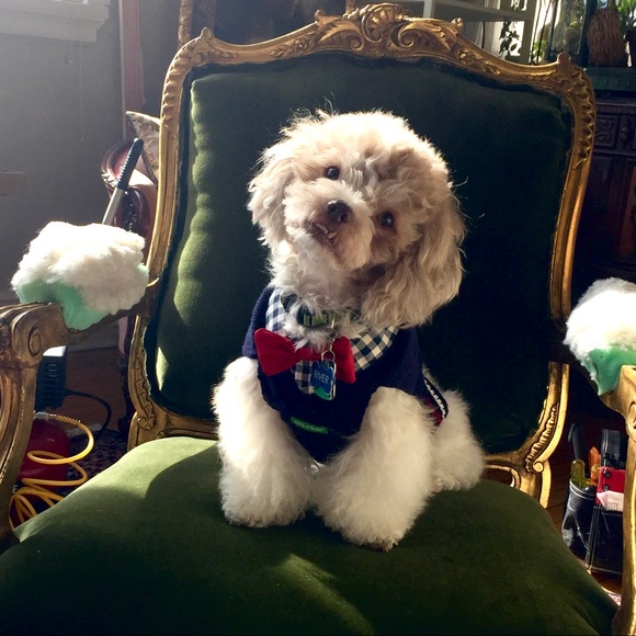 Meet your Posher, Aurora - Picture 4 of 8